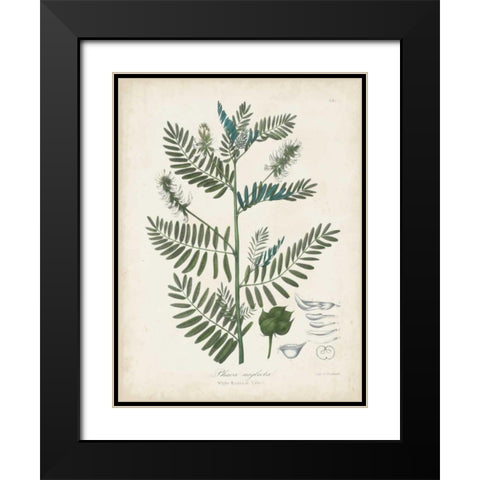 Flowering Flora I Black Modern Wood Framed Art Print with Double Matting by Torrey, John