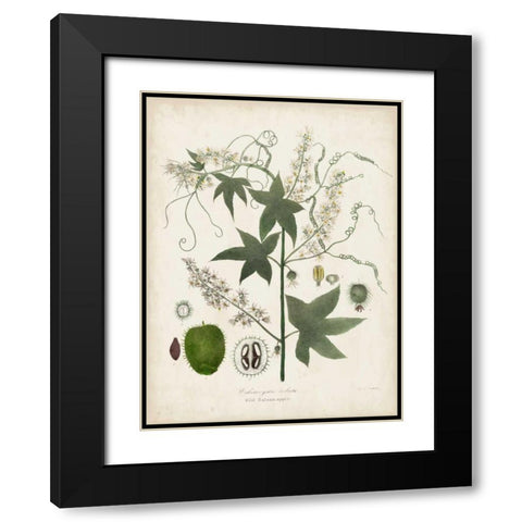 Flowering Flora II Black Modern Wood Framed Art Print with Double Matting by Torrey, John
