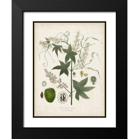 Flowering Flora II Black Modern Wood Framed Art Print with Double Matting by Torrey, John