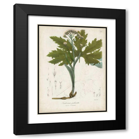 Flowering Flora III Black Modern Wood Framed Art Print with Double Matting by Torrey, John