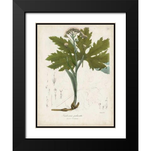 Flowering Flora III Black Modern Wood Framed Art Print with Double Matting by Torrey, John