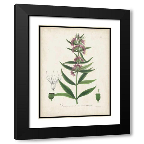 Flowering Flora IV Black Modern Wood Framed Art Print with Double Matting by Torrey, John