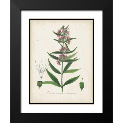 Flowering Flora IV Black Modern Wood Framed Art Print with Double Matting by Torrey, John