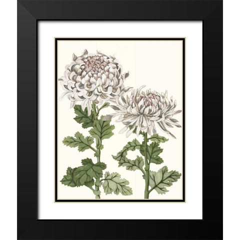 Early Spring Chrysanthemums II Black Modern Wood Framed Art Print with Double Matting by McCavitt, Naomi