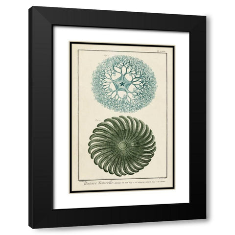 Ocean Oddity I Black Modern Wood Framed Art Print with Double Matting by Vision Studio