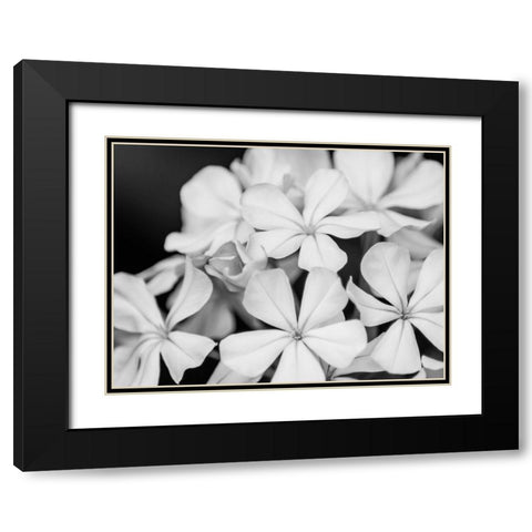 Botanical Under Cold Moonlight I Black Modern Wood Framed Art Print with Double Matting by Bane, Eva
