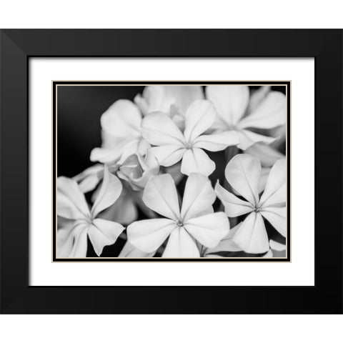 Botanical Under Cold Moonlight I Black Modern Wood Framed Art Print with Double Matting by Bane, Eva