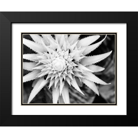 Botanical Under Cold Moonlight II Black Modern Wood Framed Art Print with Double Matting by Bane, Eva