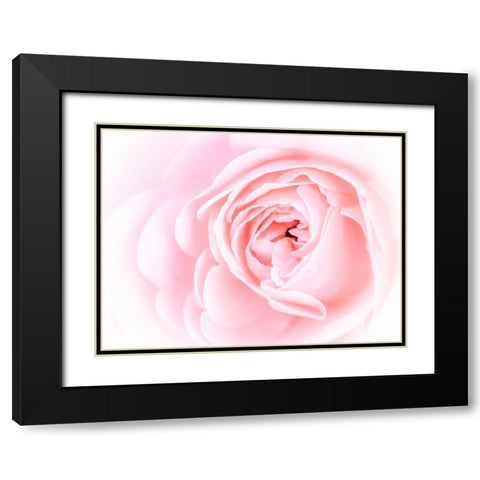 Pretty Pink Blooms I Black Modern Wood Framed Art Print with Double Matting by Bane, Eva