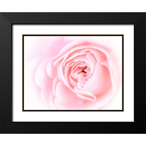 Pretty Pink Blooms I Black Modern Wood Framed Art Print with Double Matting by Bane, Eva