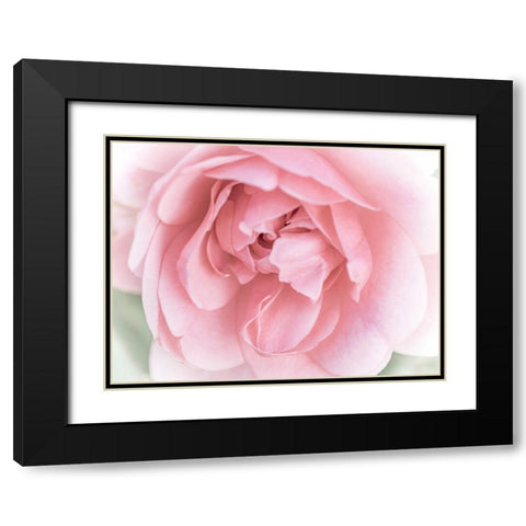 Pretty Pink Blooms II Black Modern Wood Framed Art Print with Double Matting by Bane, Eva