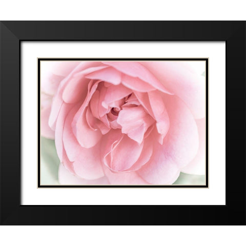 Pretty Pink Blooms II Black Modern Wood Framed Art Print with Double Matting by Bane, Eva