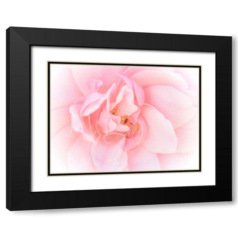 Pretty Pink Blooms III Black Modern Wood Framed Art Print with Double Matting by Bane, Eva