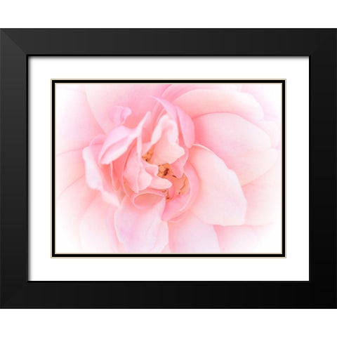 Pretty Pink Blooms III Black Modern Wood Framed Art Print with Double Matting by Bane, Eva