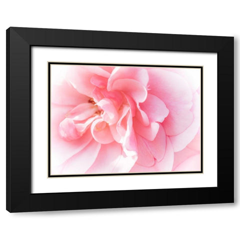 Pretty Pink Blooms IV Black Modern Wood Framed Art Print with Double Matting by Bane, Eva