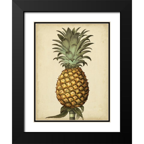 Brookshaw Antique Pineapple I Black Modern Wood Framed Art Print with Double Matting by Brookshaw, George