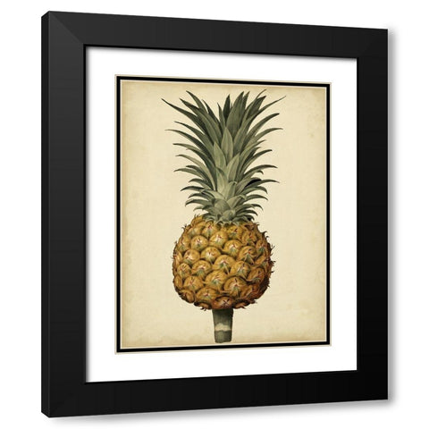 Brookshaw Antique Pineapple II Black Modern Wood Framed Art Print with Double Matting by Brookshaw, George