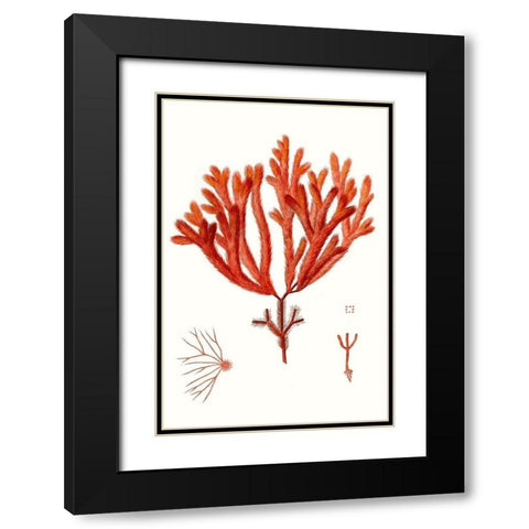 Striking Seaweed II Black Modern Wood Framed Art Print with Double Matting by Vision Studio