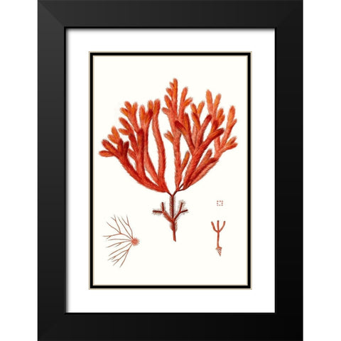 Striking Seaweed II Black Modern Wood Framed Art Print with Double Matting by Vision Studio