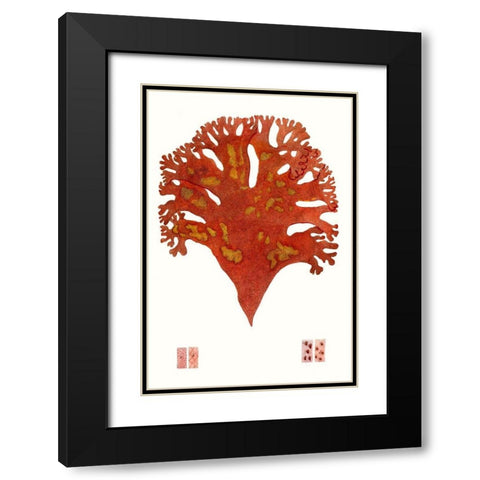 Striking Seaweed III Black Modern Wood Framed Art Print with Double Matting by Vision Studio