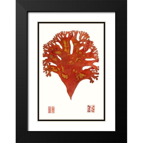 Striking Seaweed III Black Modern Wood Framed Art Print with Double Matting by Vision Studio