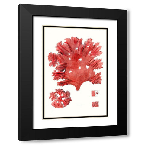 Striking Seaweed IV Black Modern Wood Framed Art Print with Double Matting by Vision Studio