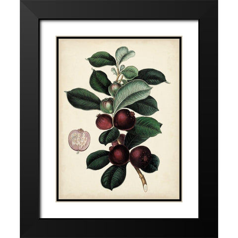 Antique Foliage and Fruit I Black Modern Wood Framed Art Print with Double Matting by Vision Studio