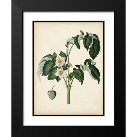 Antique Foliage and Fruit II Black Modern Wood Framed Art Print with Double Matting by Vision Studio