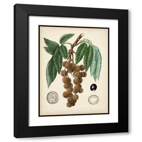 Antique Foliage and Fruit III Black Modern Wood Framed Art Print with Double Matting by Vision Studio