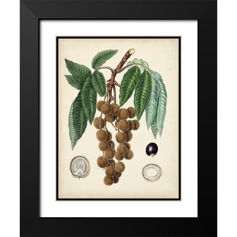 Antique Foliage and Fruit III Black Modern Wood Framed Art Print with Double Matting by Vision Studio