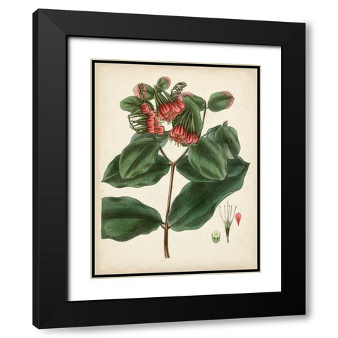 Antique Foliage and Fruit IV Black Modern Wood Framed Art Print with Double Matting by Vision Studio