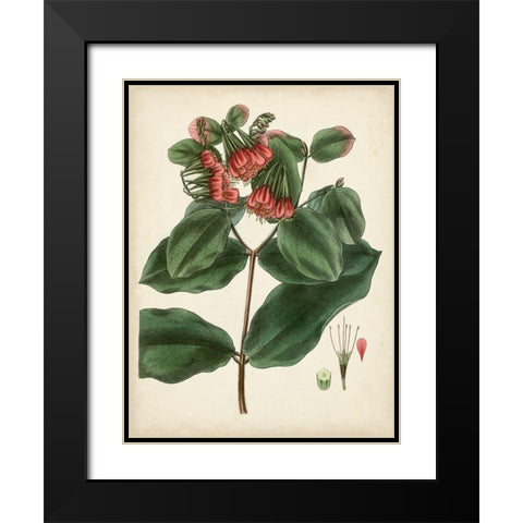 Antique Foliage and Fruit IV Black Modern Wood Framed Art Print with Double Matting by Vision Studio