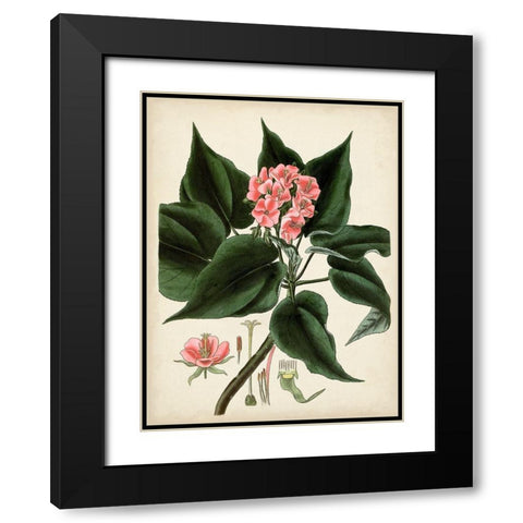 Antique Foliage and Fruit V Black Modern Wood Framed Art Print with Double Matting by Vision Studio