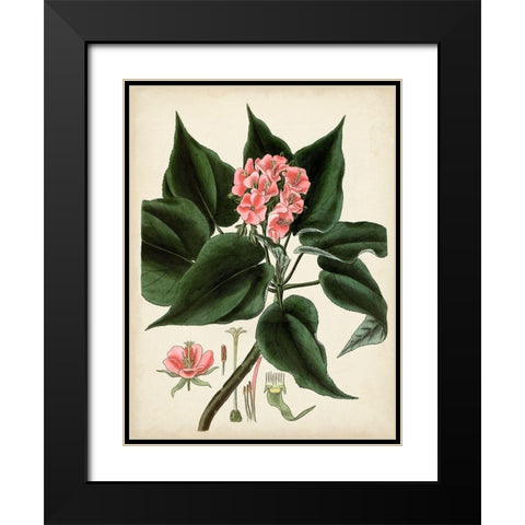 Antique Foliage and Fruit V Black Modern Wood Framed Art Print with Double Matting by Vision Studio