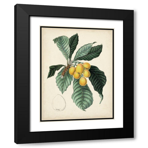 Antique Foliage and Fruit VI Black Modern Wood Framed Art Print with Double Matting by Vision Studio