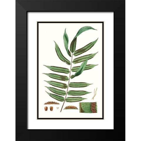 Fern Foliage I Black Modern Wood Framed Art Print with Double Matting by Vision Studio