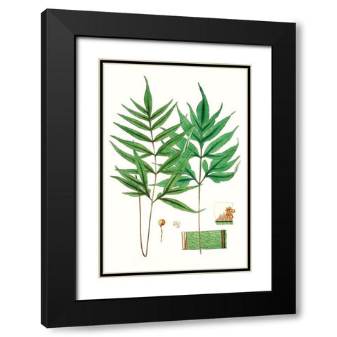 Fern Foliage IV Black Modern Wood Framed Art Print with Double Matting by Vision Studio