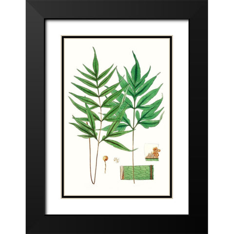 Fern Foliage IV Black Modern Wood Framed Art Print with Double Matting by Vision Studio