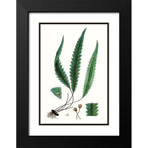 Fern Foliage V Black Modern Wood Framed Art Print with Double Matting by Vision Studio