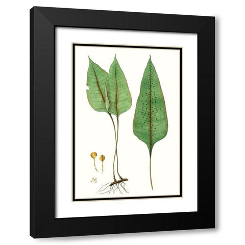 Fern Foliage VI Black Modern Wood Framed Art Print with Double Matting by Vision Studio