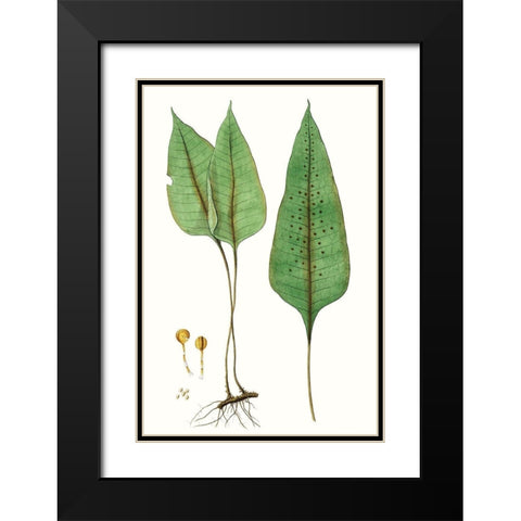 Fern Foliage VI Black Modern Wood Framed Art Print with Double Matting by Vision Studio