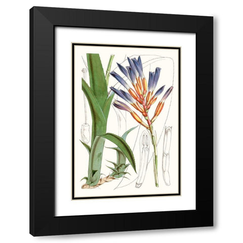 Tropical Plants I Black Modern Wood Framed Art Print with Double Matting by Curtis