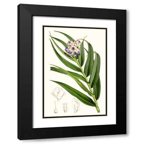 Tropical Plants II Black Modern Wood Framed Art Print with Double Matting by Curtis