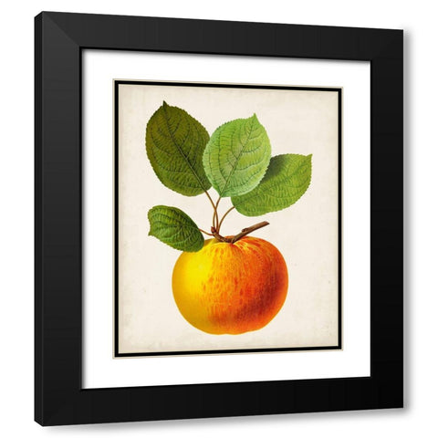 Antique Fruit I Black Modern Wood Framed Art Print with Double Matting by Vision Studio