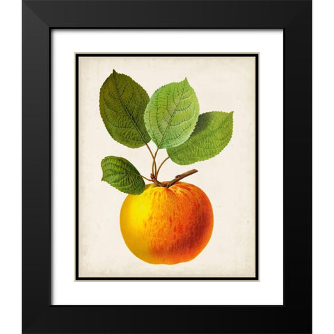 Antique Fruit I Black Modern Wood Framed Art Print with Double Matting by Vision Studio