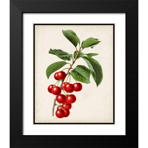Antique Fruit II Black Modern Wood Framed Art Print with Double Matting by Vision Studio