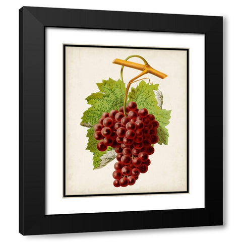 Antique Fruit III Black Modern Wood Framed Art Print with Double Matting by Vision Studio