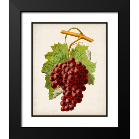 Antique Fruit III Black Modern Wood Framed Art Print with Double Matting by Vision Studio