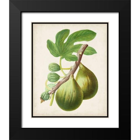 Antique Fruit IV Black Modern Wood Framed Art Print with Double Matting by Vision Studio