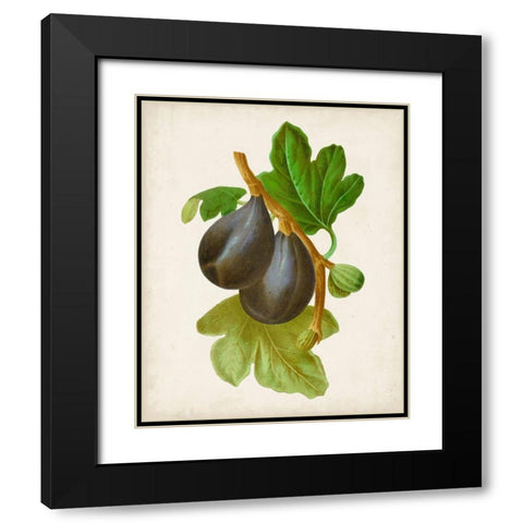 Antique Fruit VI Black Modern Wood Framed Art Print with Double Matting by Vision Studio